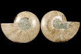 Cut & Polished Ammonite Fossil - Agatized #94199-1
